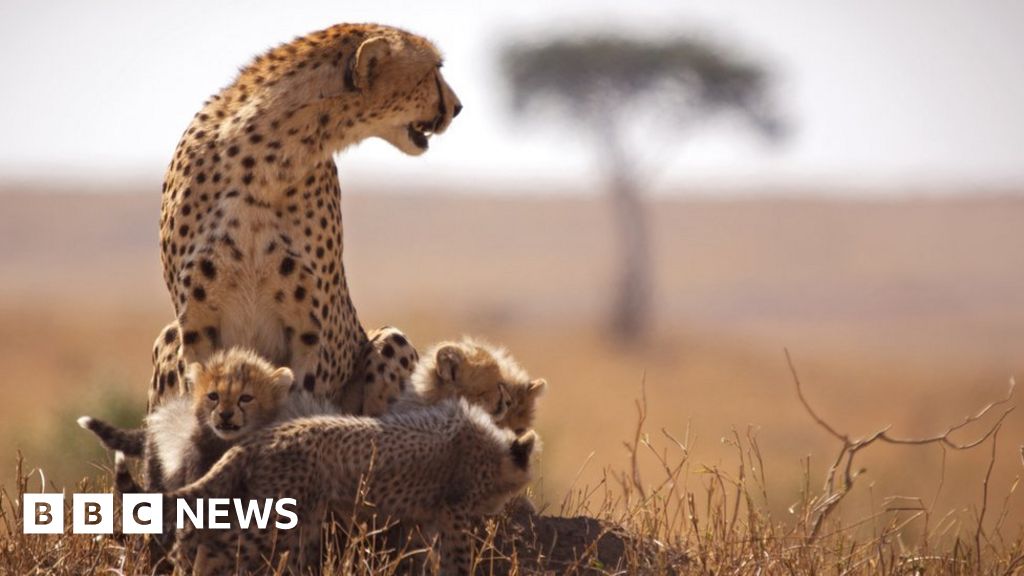 Maasai Mara safari overcrowding stresses Kenyan wildlife - BBC News