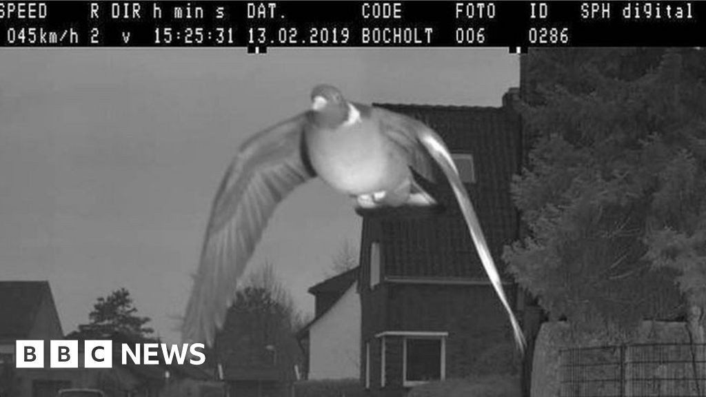 german-pigeon-flashed-by-speed-camera-goes-viral