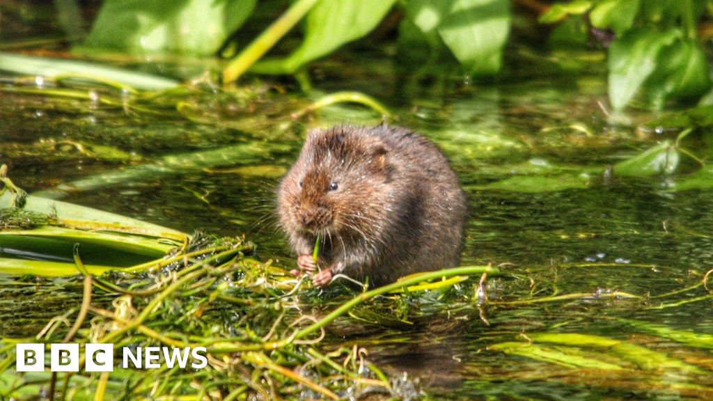 Endangered water vole makes home in city park