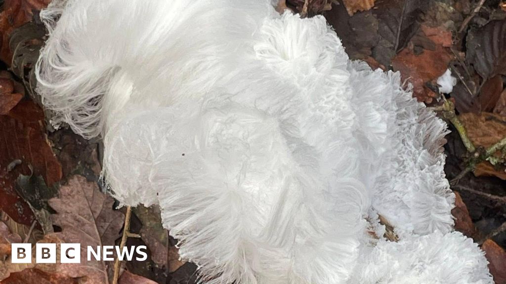 Fine white hair ice strands covering a piece of rotting woodland wood