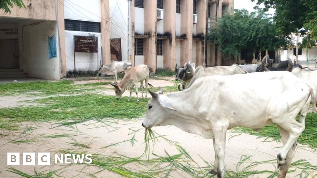 Gujarat: Cows let loose in India government buildings in protest
