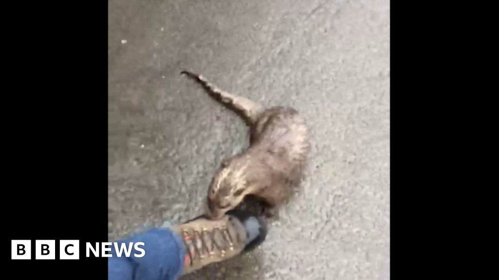 Man Captures Video Of Being Chased By An Otter Bbc News