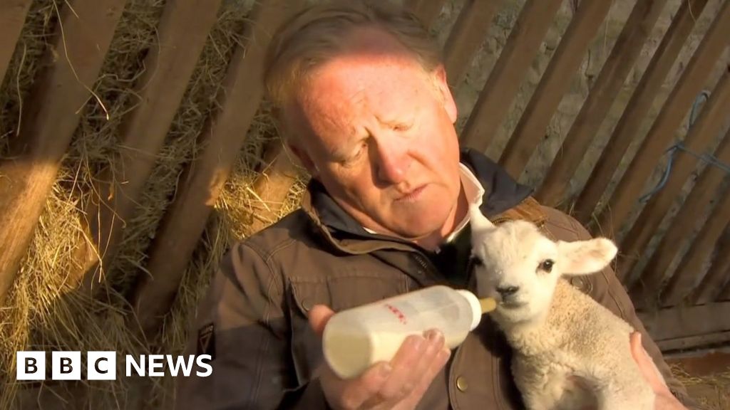 Farm fail: BBC reporter tries to bottle feed newborn lamb