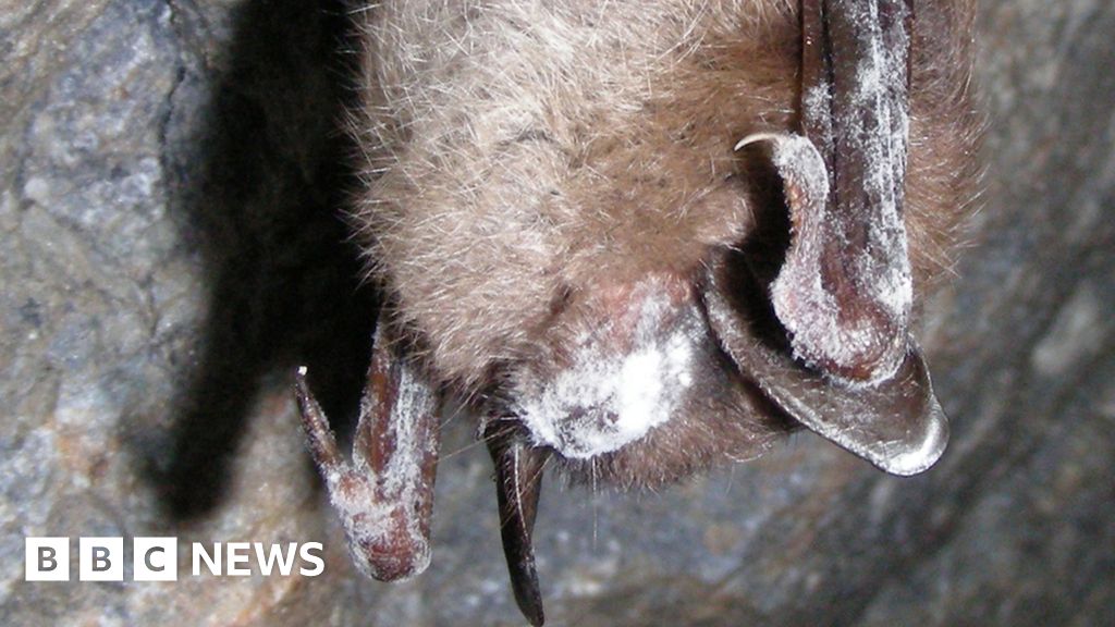 Concern as US batkilling disease jumps to west coast BBC News