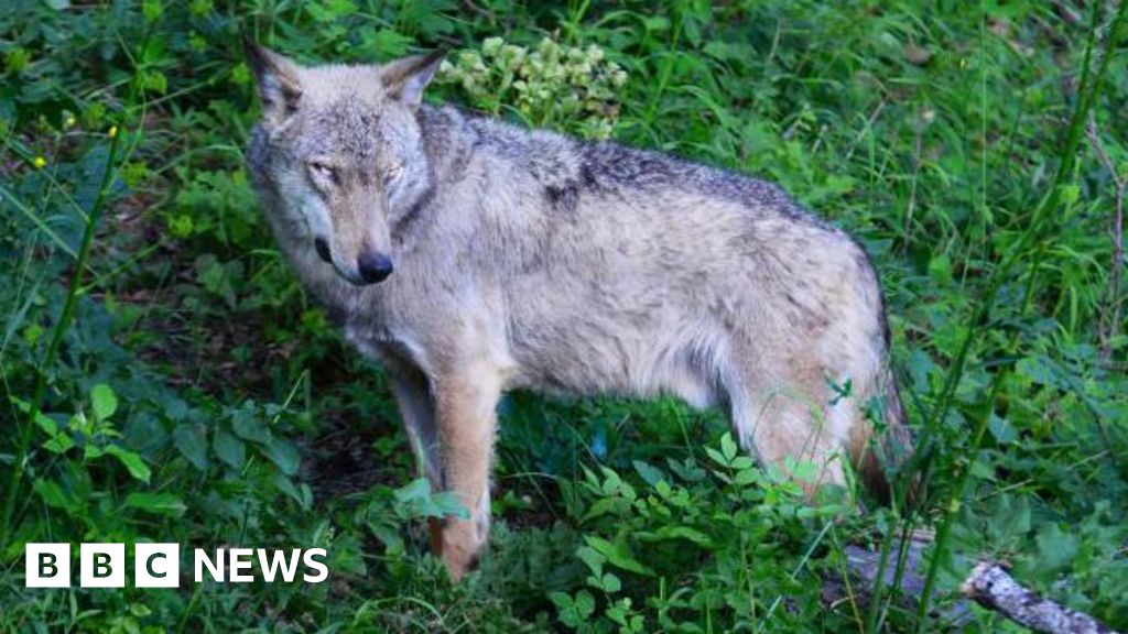 Poisoning suspected in deaths of 18 wolves in Italian national park