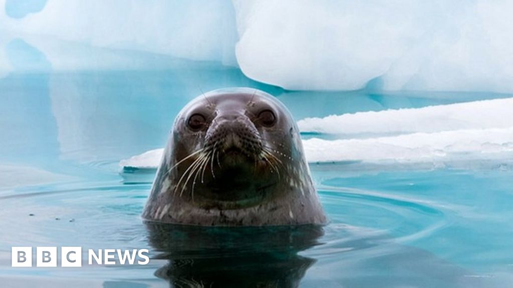 Ozone hole: Why Antarctic wildlife is being 'sunburnt’ - BBC News