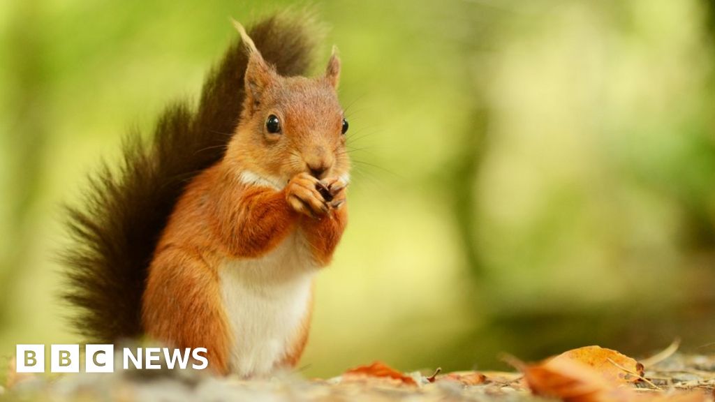 Red Squirrels: Volunteers Wanted To Save Species - BBC News