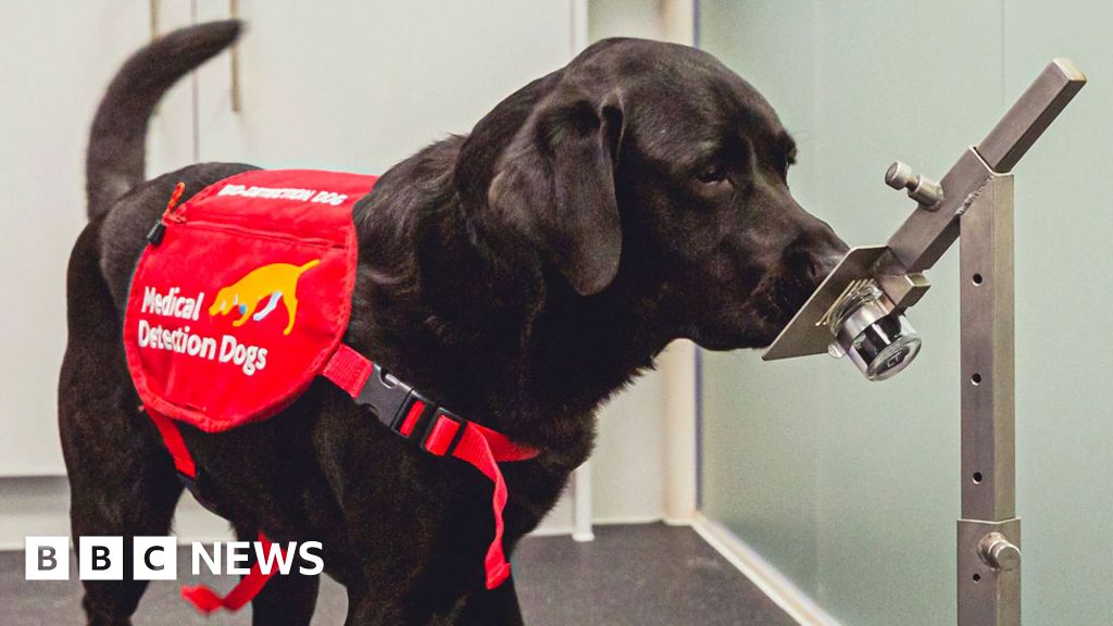 what do dogs sniff for at the airport