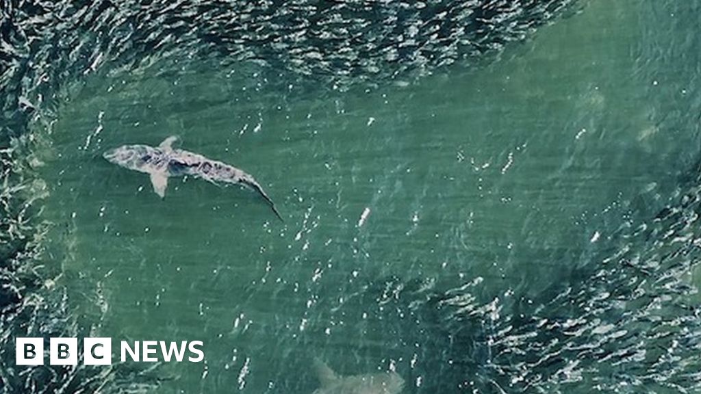 Drones are showing us sharks like never before