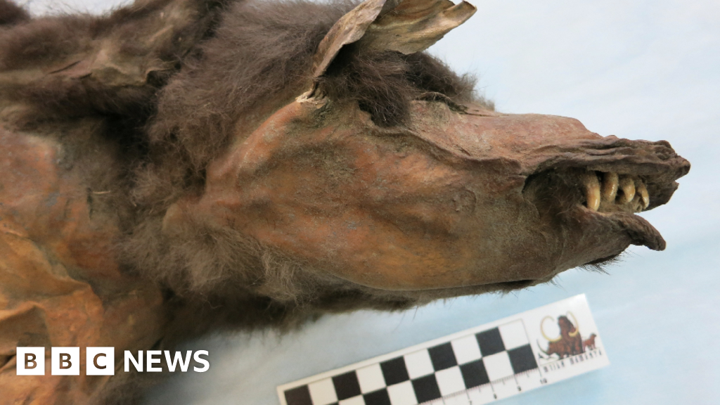 Cardiff University scientists study woolly rhino DNA found inside Ice Age wolf