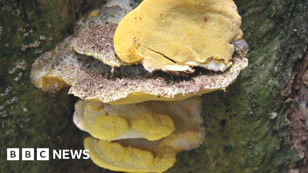 The Secret Life Of Fungi Ten Fascinating Facts Bbc News
