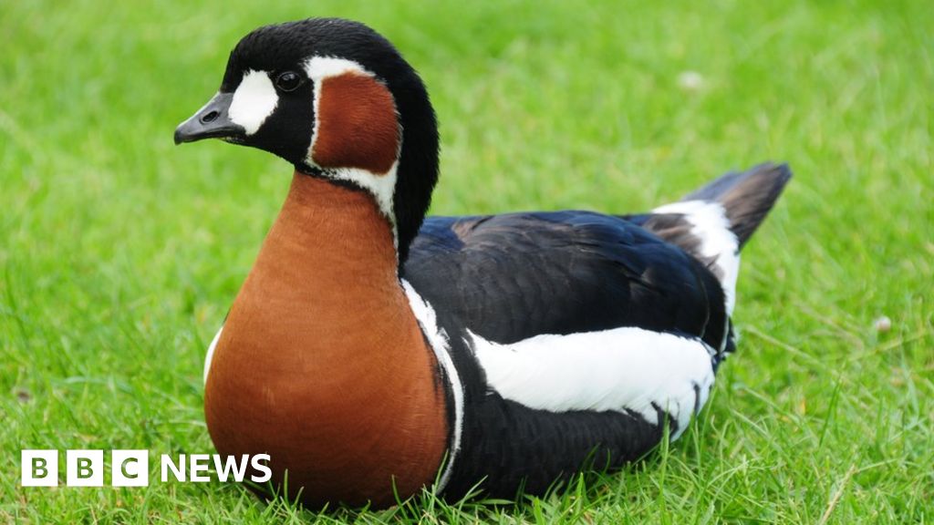 Third bird in Jersey tests positive for bird flu - BBC News