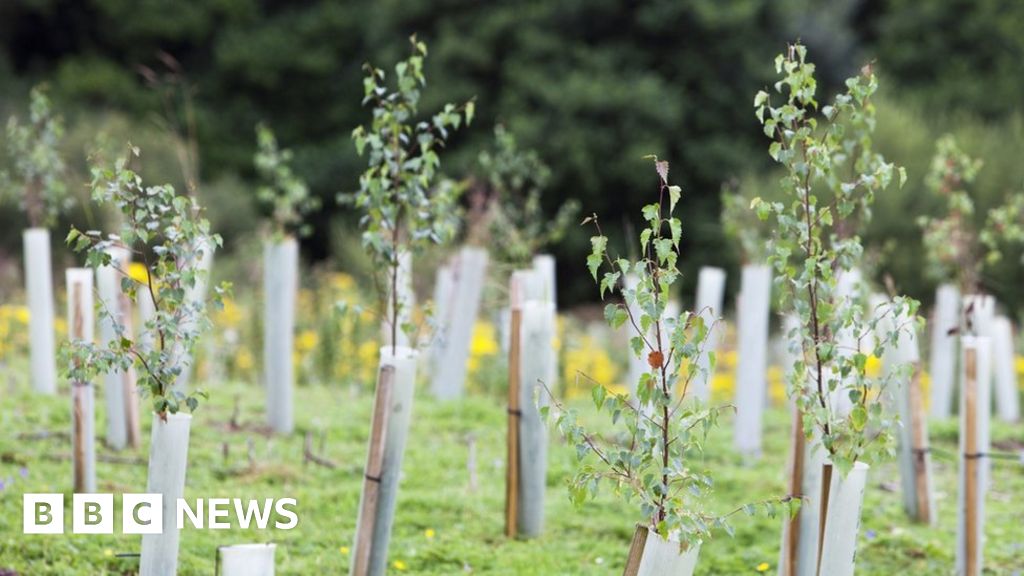 Gloucestershire Plan To Plant Million Trees Overly Ambitious Bbc News