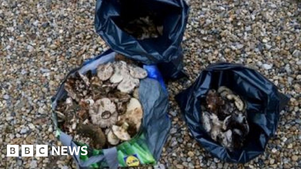 Epping Forest Dozens fined over 'illegal mushroom picking'