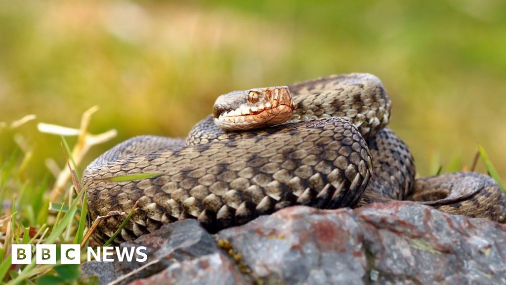 Adder bites woman at Nottinghamshire park BBC News