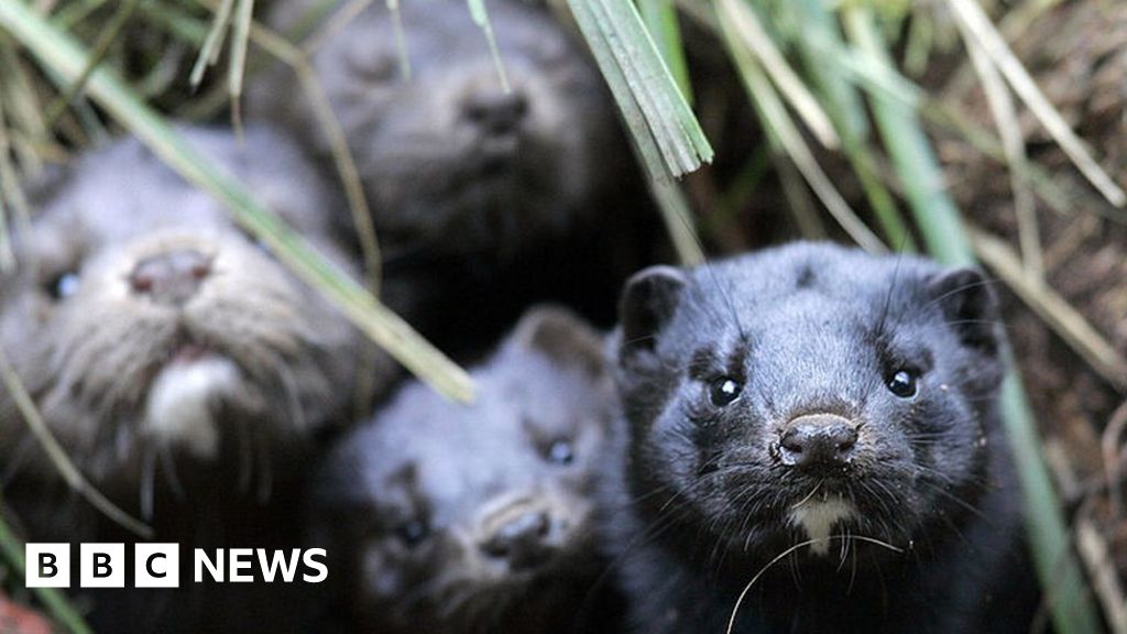 Amerikanischer Nerz: Das
