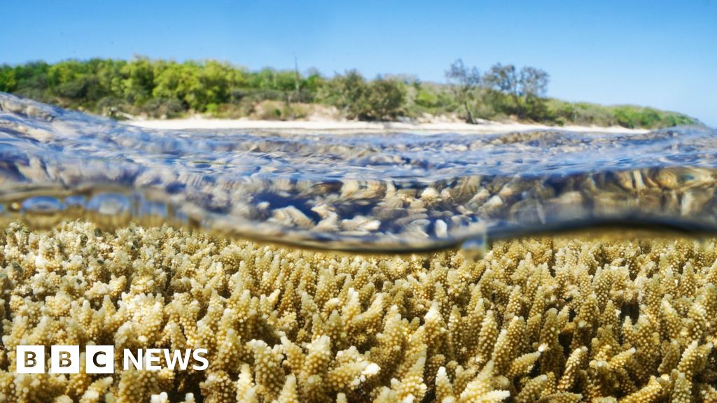 Climate change: Marine heatwaves kill coral instantly