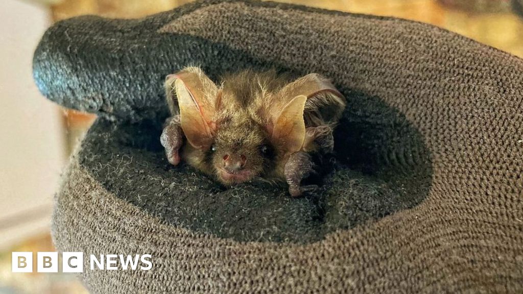 National Trust says bats, lichen and water features hit by hot summer