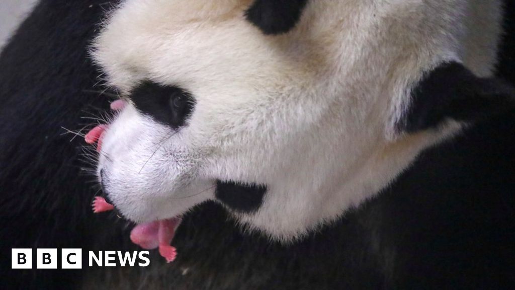 Giant Panda Gives Birth To Rare Twin Cubs c News