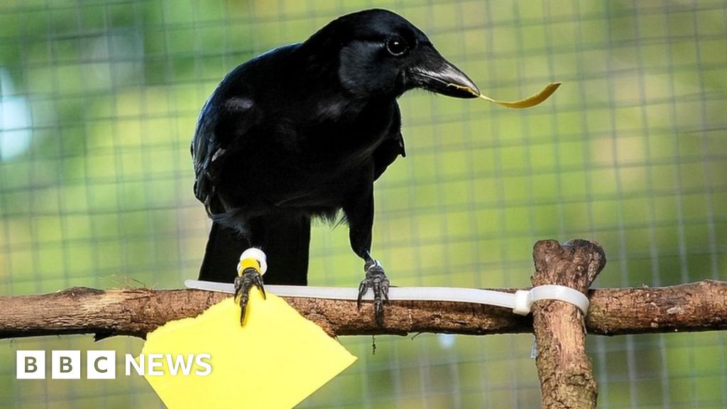 Crow vending machine skills 'redefine intelligence' - BBC News