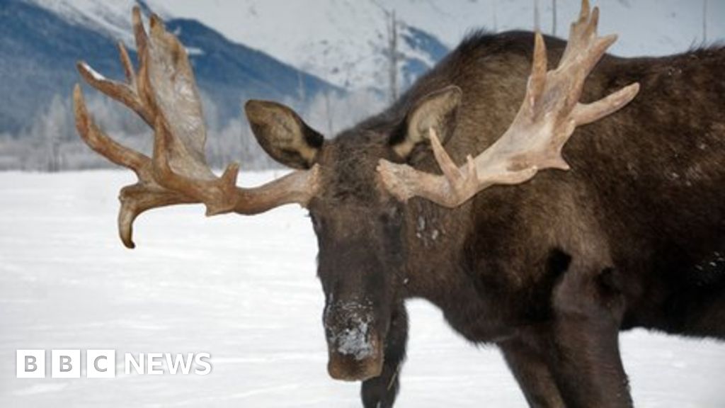 More moose on the loose in a warmer Alaska BBC News