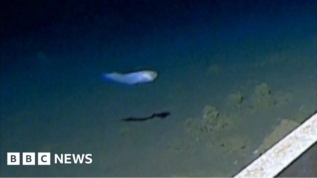 Word's deepest fish: Expedition chief explains how video was filmed