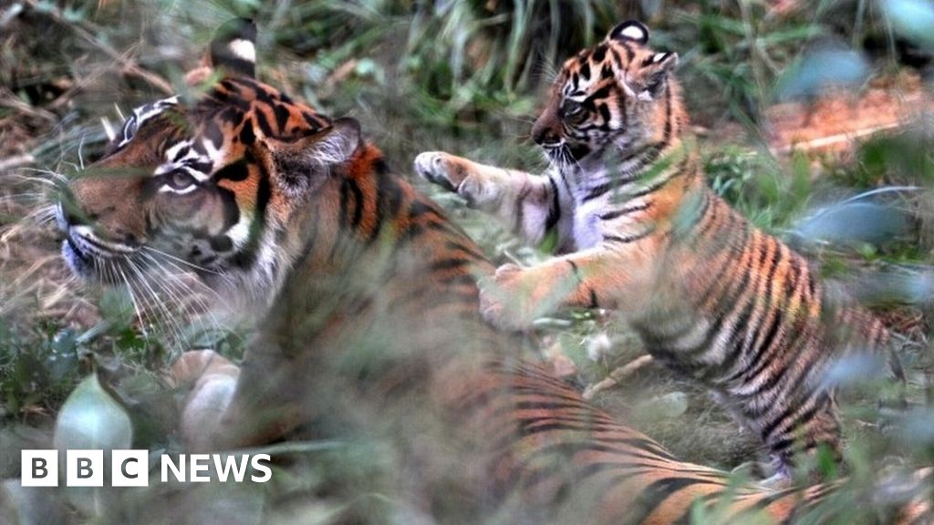 London Zoo 'was well aware' of tiger death risk