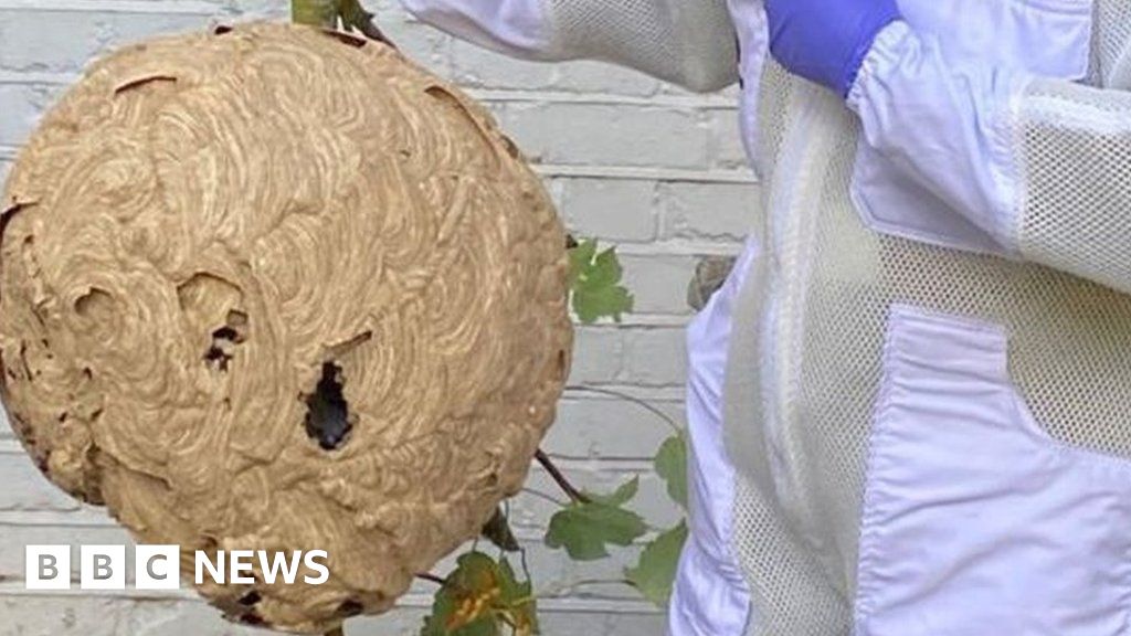 asian-hornet-nest-in-rayleigh-removed-from-back-garden-for-tests