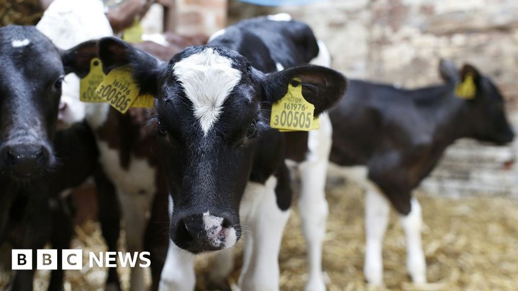 Brexit Farm subsidies 'revolution' urged by rural campaigners BBC News