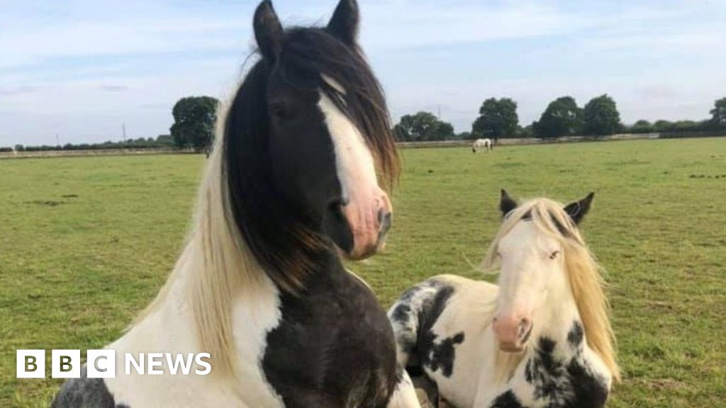 Bransby Horses Reopens After Losing £300,000 During Lockdown