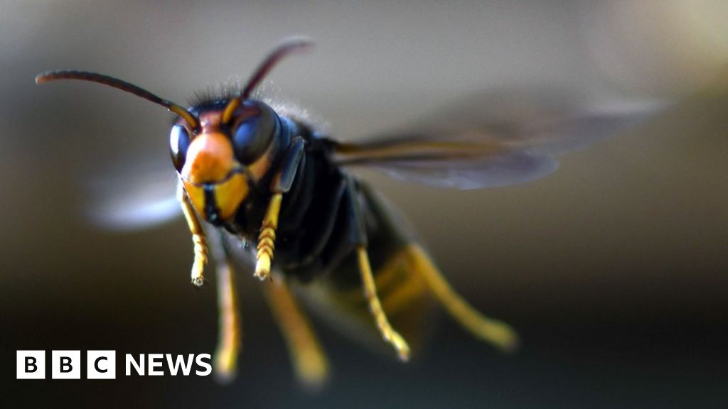 Invasive species: MPs call for a million people's help - BBC News