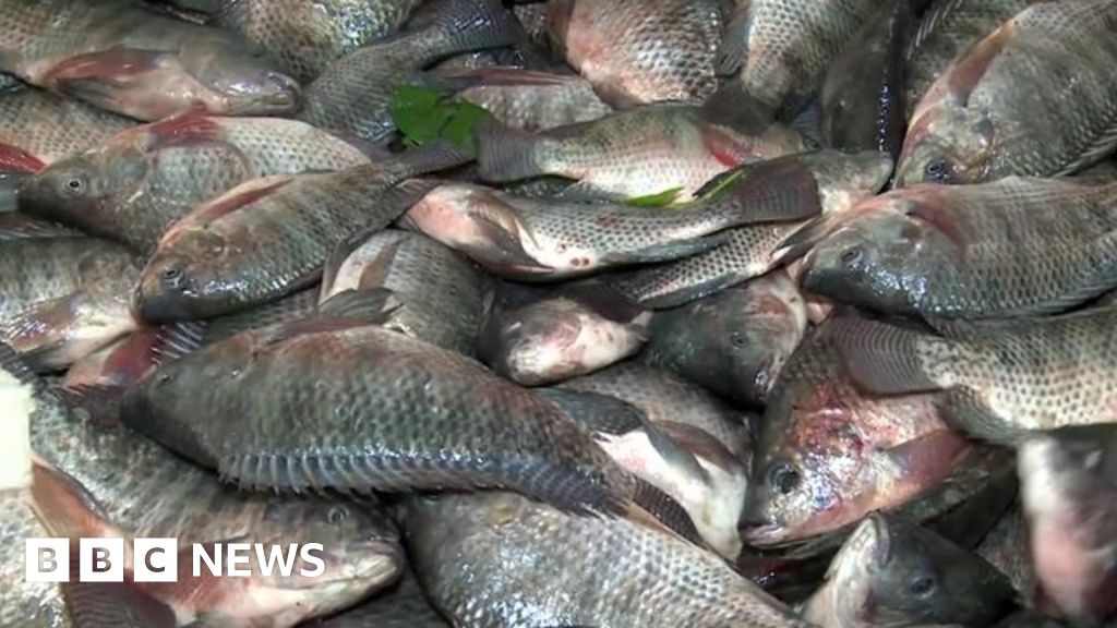 zambia-s-unorthodox-fishermen-catch-the-rising-tide-bbc-news