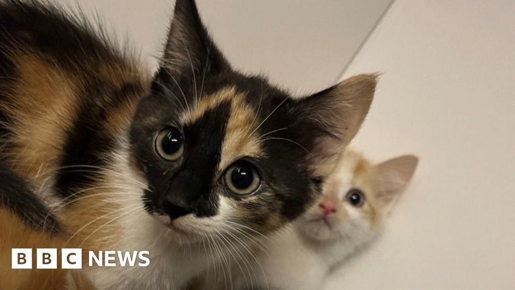 Starving kittens dumped at Manchester tram stop in cardboard box