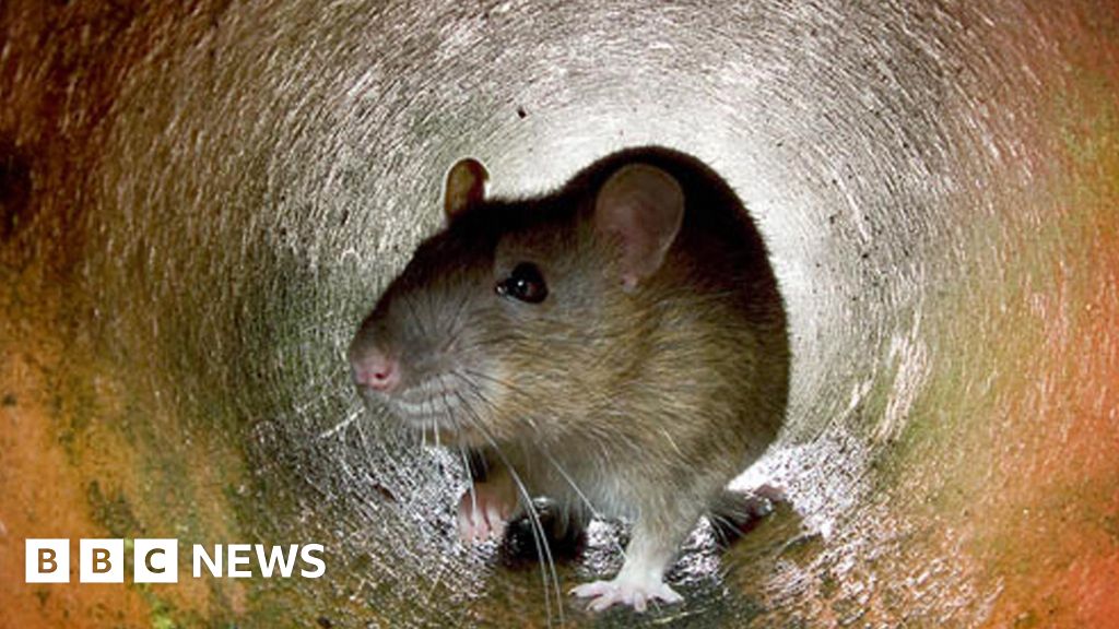 Compassionate conservation is 'seriously flawed' - BBC News