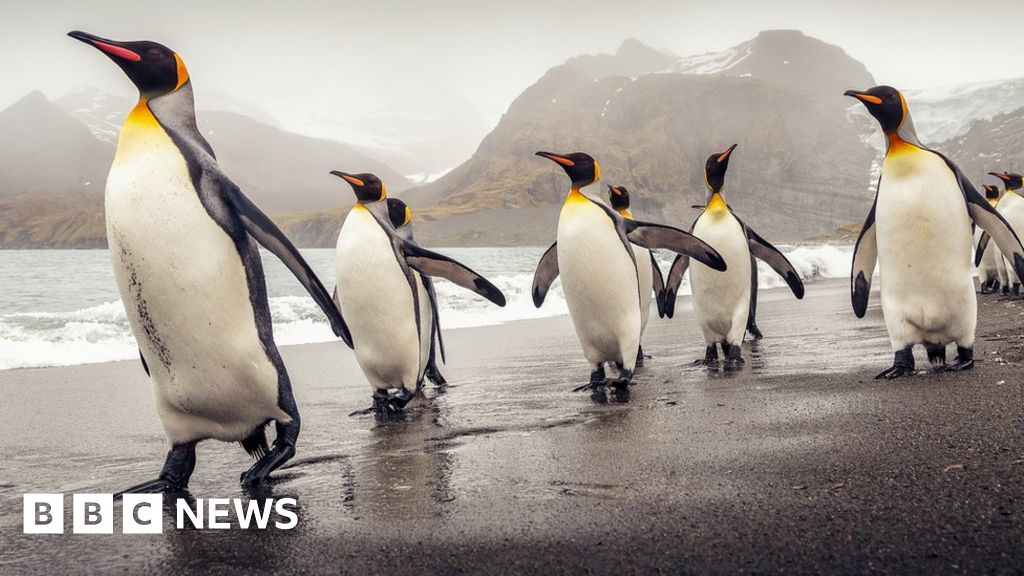 Птичият грип е потвърдено при 10 пингвина в Южна Джорджия