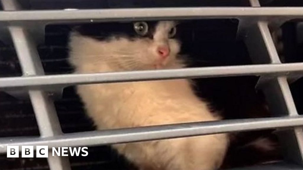 Watch Kitten found behind car grille after 500mile trip BBC News