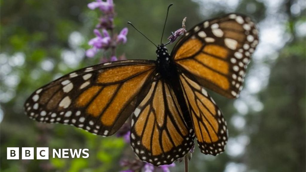 Mexico violence: Why were two butterfly activists found dead?