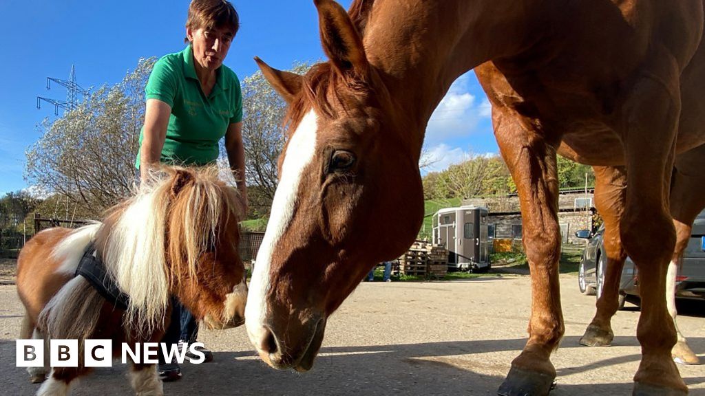 worlds smallest horse