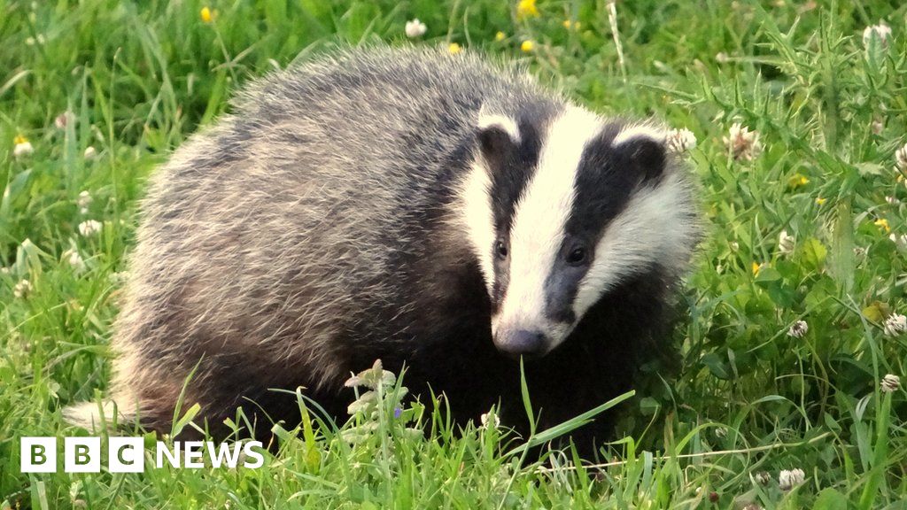 Badgers burrowing below railway tracks have wreaked havoc on train services in the Netherlands, causing cancellations and line closures. John Voppen, 