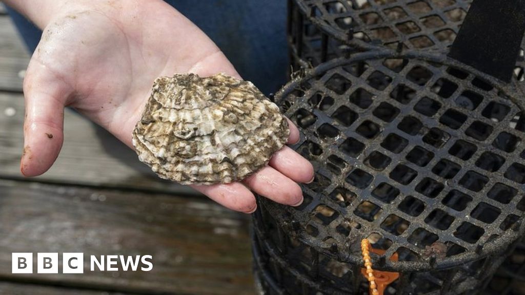 Lough Foyle native oyster fishing banned for four months