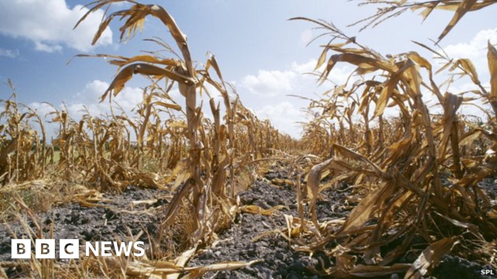 Global warming increases 'food shocks' threat - BBC News