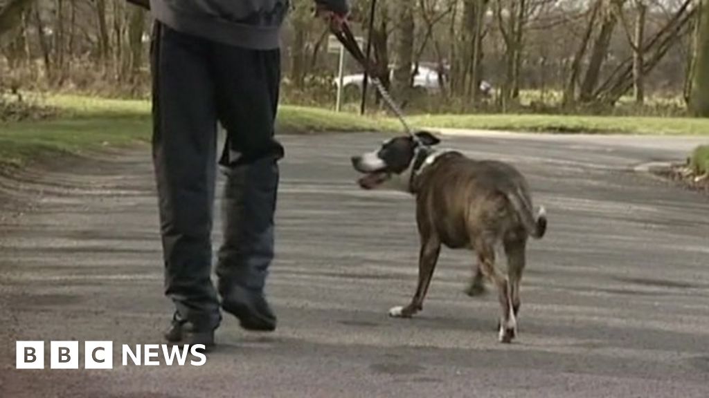 Police seize almost 5,000 dogs over fears of illegal breeds BBC News