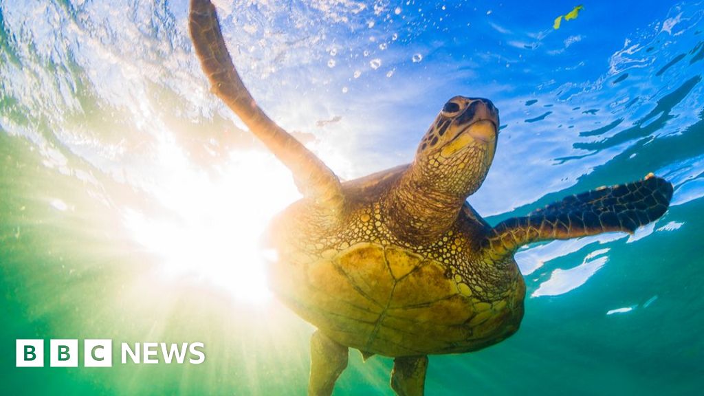 Blue Planet: Executive producer defends sea turtle hatchling release ...