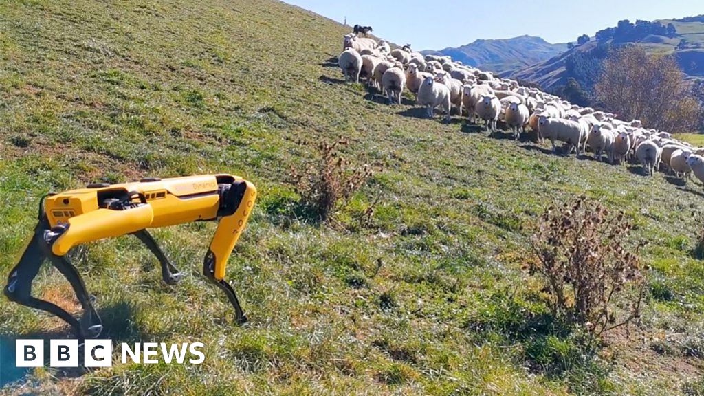 Robot dog tries to herd sheep