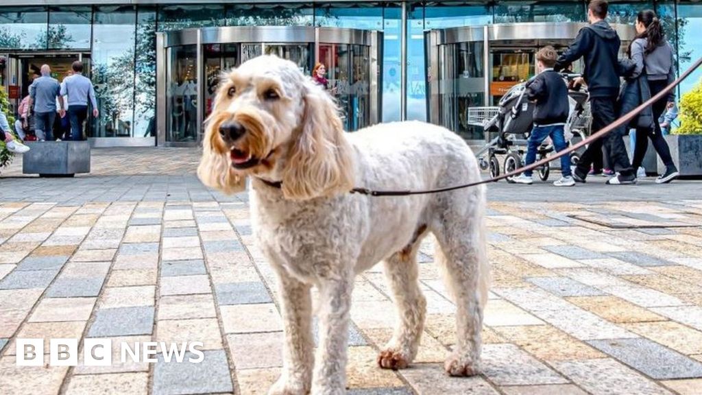 Dog outside Silverburn