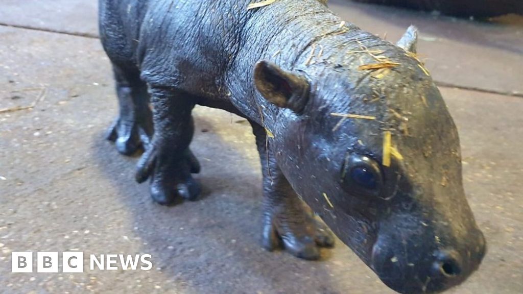 Endangered pygmy hippo born at Colchester Zoo takes first steps thumbnail
