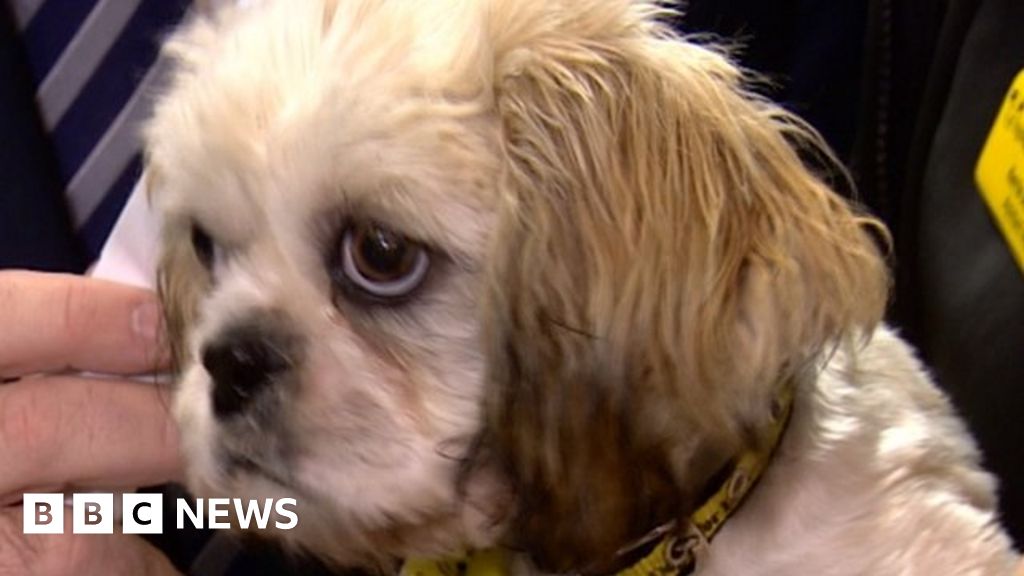 Owners urged to get dogs microchipped BBC News