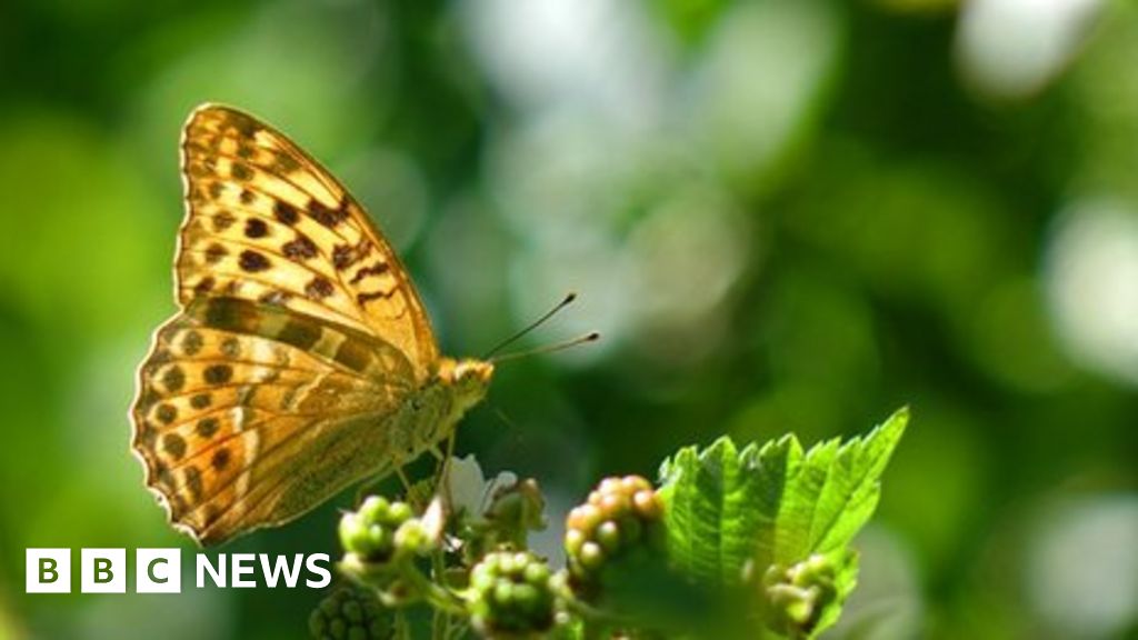 Natural wonder: Wing 'clap' solves mystery of butterfly flight