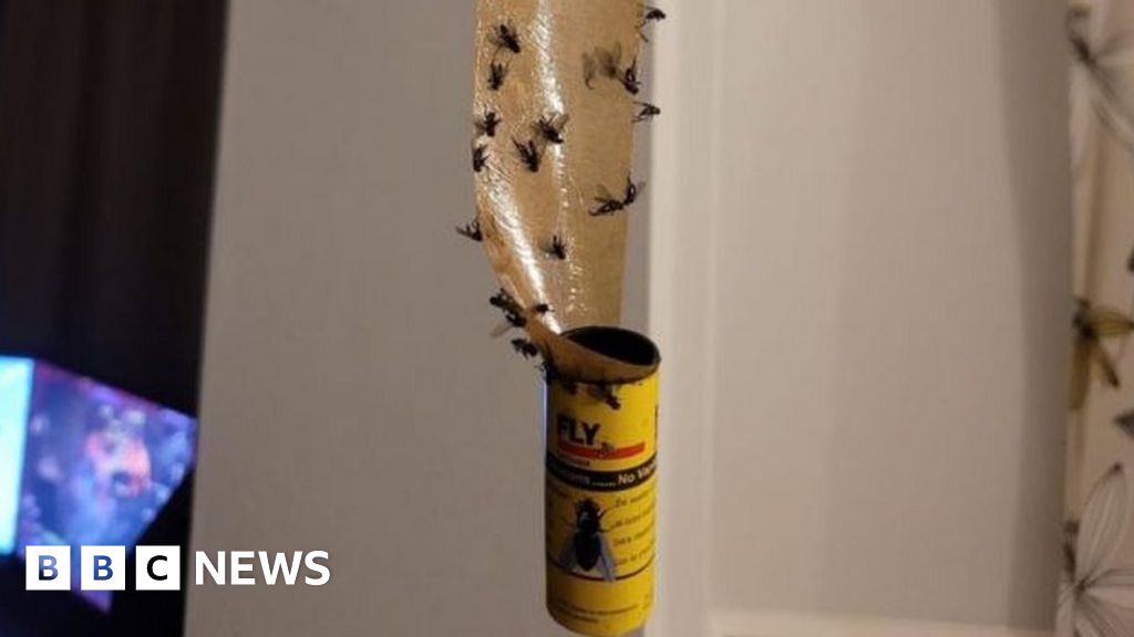 Warwickshire plague of flies prompts public meeting 