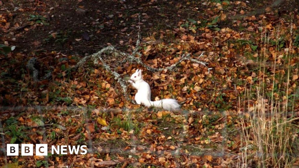 Rare white squirrel photographed in Royal Deeside